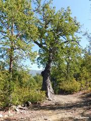 Nothofagus glauca