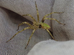 Ornodolomedes