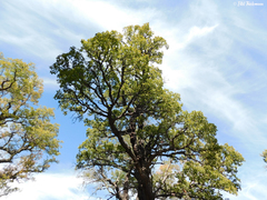 Nothofagus glauca