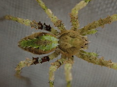 Ornodolomedes