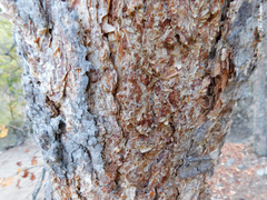 Nothofagus glauca