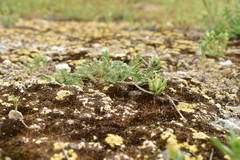 Astragalus stella