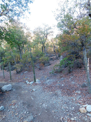 Nothofagus glauca