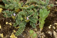 Astragalus stella
