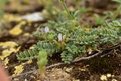 Astragalus stella
