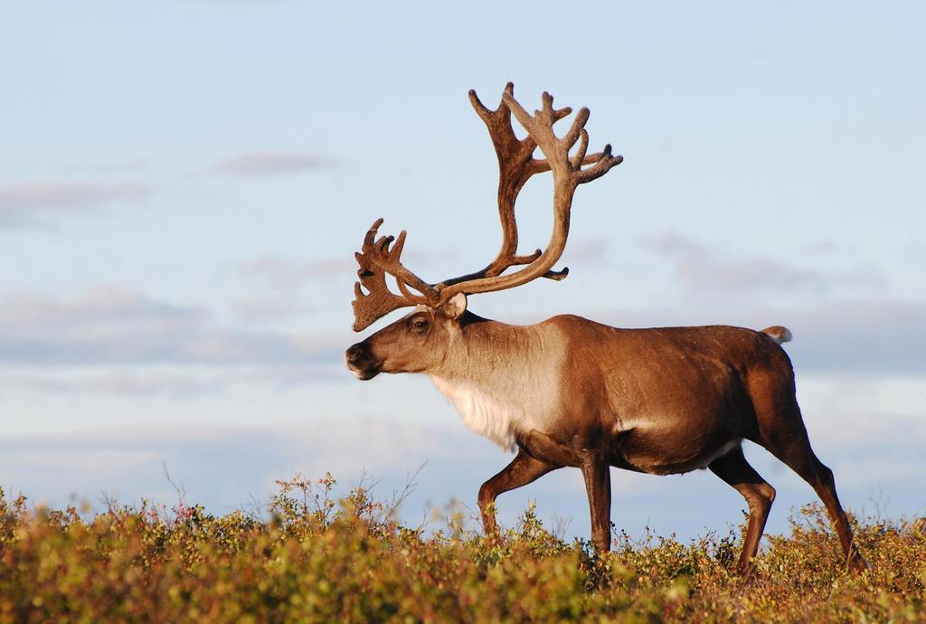 Barren-ground Caribou from Fort Smith Region, NT X0E, Canada on August ...