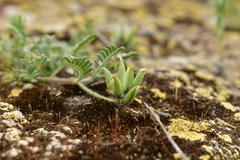 Astragalus stella