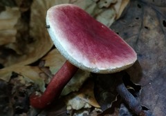 Gyroporus purpurinus