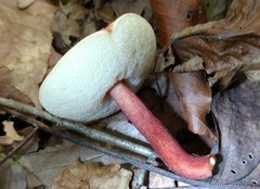 Gyroporus purpurinus