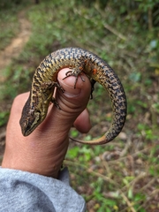 Morelet's Alligator Lizard photo 3