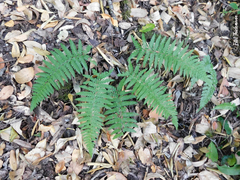 Polystichum chilense