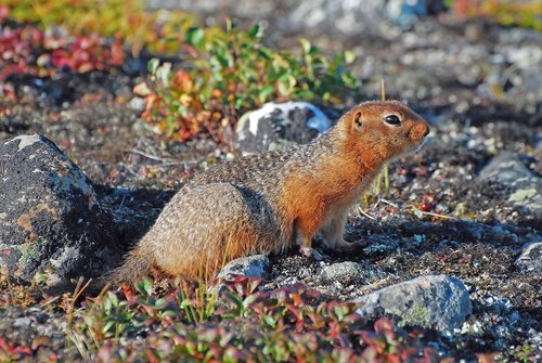 Arctic Ground Squirrel