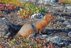Arctic Ground Squirrel photo 3