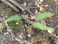 Polystichum chilense