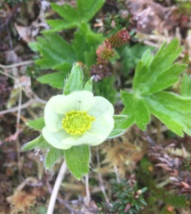 Anemonastrum