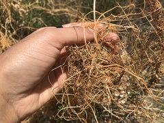 Cuscuta psorothamnensis