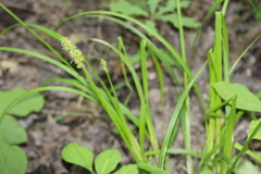 Carex stipata