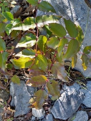 Berberis gracilis