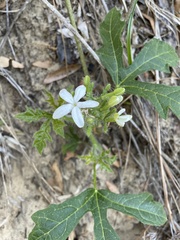 Cnidoscolus stimulosus