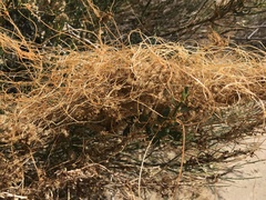 Cuscuta psorothamnensis