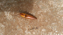 Semiotus serraticornis