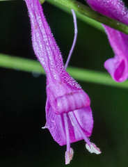 Dicliptera trifurca