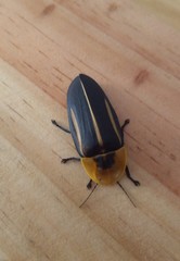 Cratomorphus diaphanus