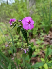 Phlox carolina
