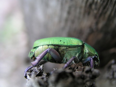 Chrysina beyeri