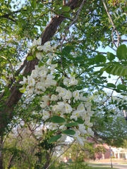 Robinia pseudoacacia