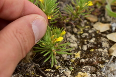 Ajuga chamaepitys