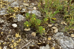 Ajuga chamaepitys