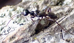 Ampulex canaliculata