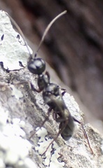 Ampulex canaliculata