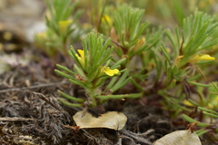 Ajuga chamaepitys