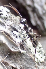 Ampulex canaliculata