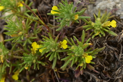 Ajuga chamaepitys