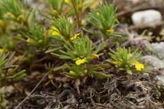 Ajuga chamaepitys