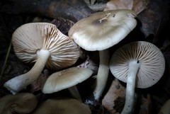 Entoloma
