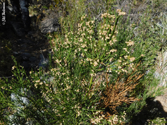 Retanilla ephedra
