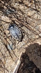 Pilobalia