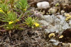 Ajuga chamaepitys