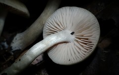 Entoloma