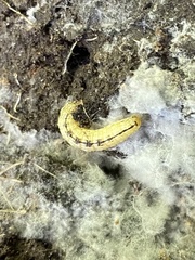 Phryganidia californica