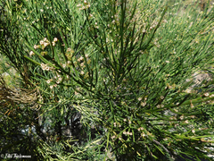 Retanilla ephedra