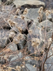Arctium minus