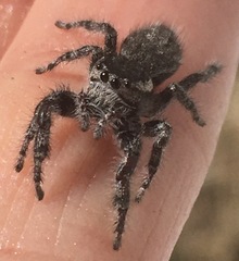 Phidippus asotus