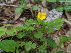 Oxalis colorea