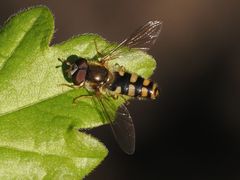 Epistrophella euchroma