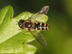 Epistrophella euchroma